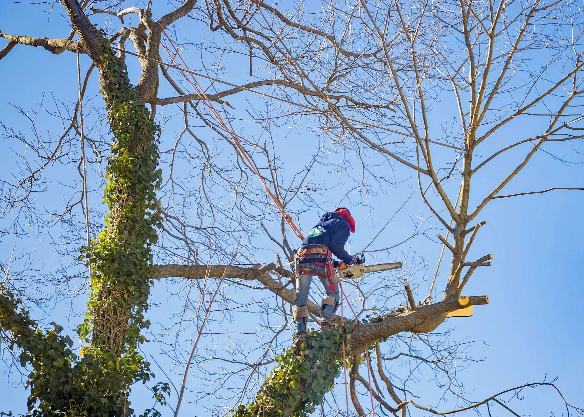 Tree service worker arborist pruning large branches and cutting down large maple tree with chainsaw